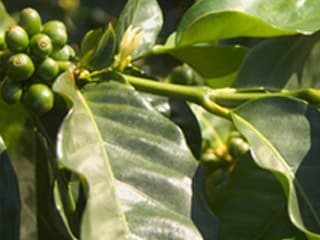 הפירות של צמח הקפה