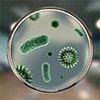 אלרגיה לחיידקים